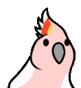parrot
